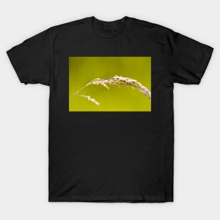 Yorkshire Fog Grass T-Shirt